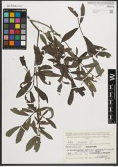 Foto von Salix purpurea L.